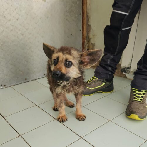 Malato e deforme: guardie zoofile Gepa salvano pastore tedesco di 8 mesi