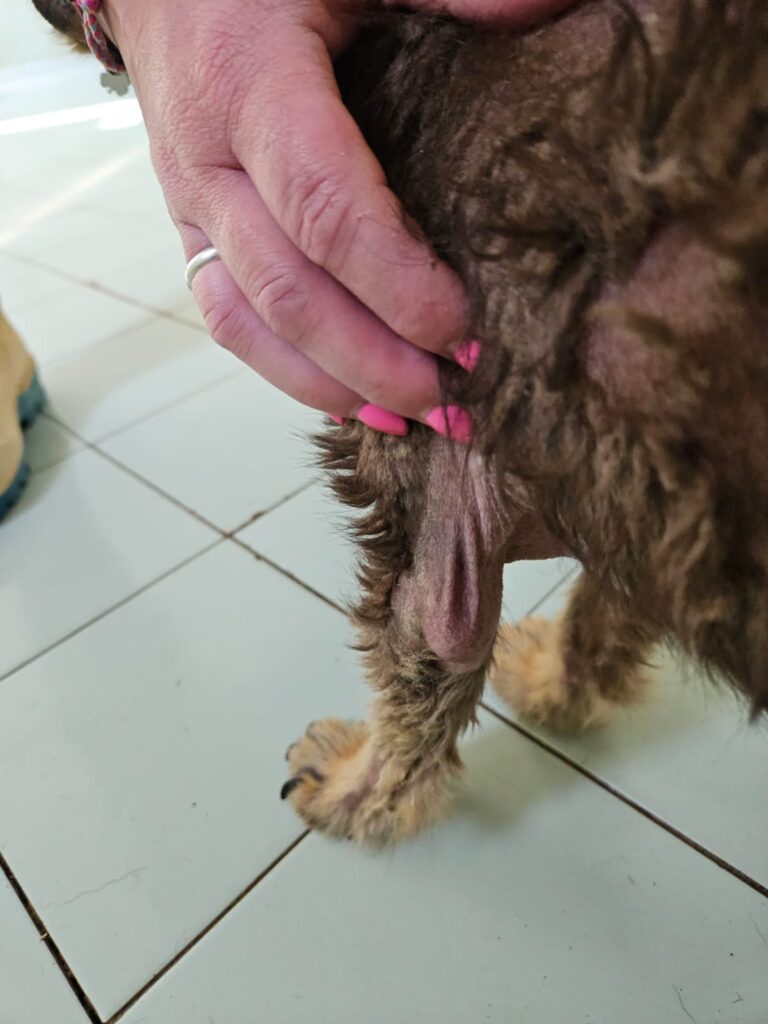 Maltrattamenti cane gabiano