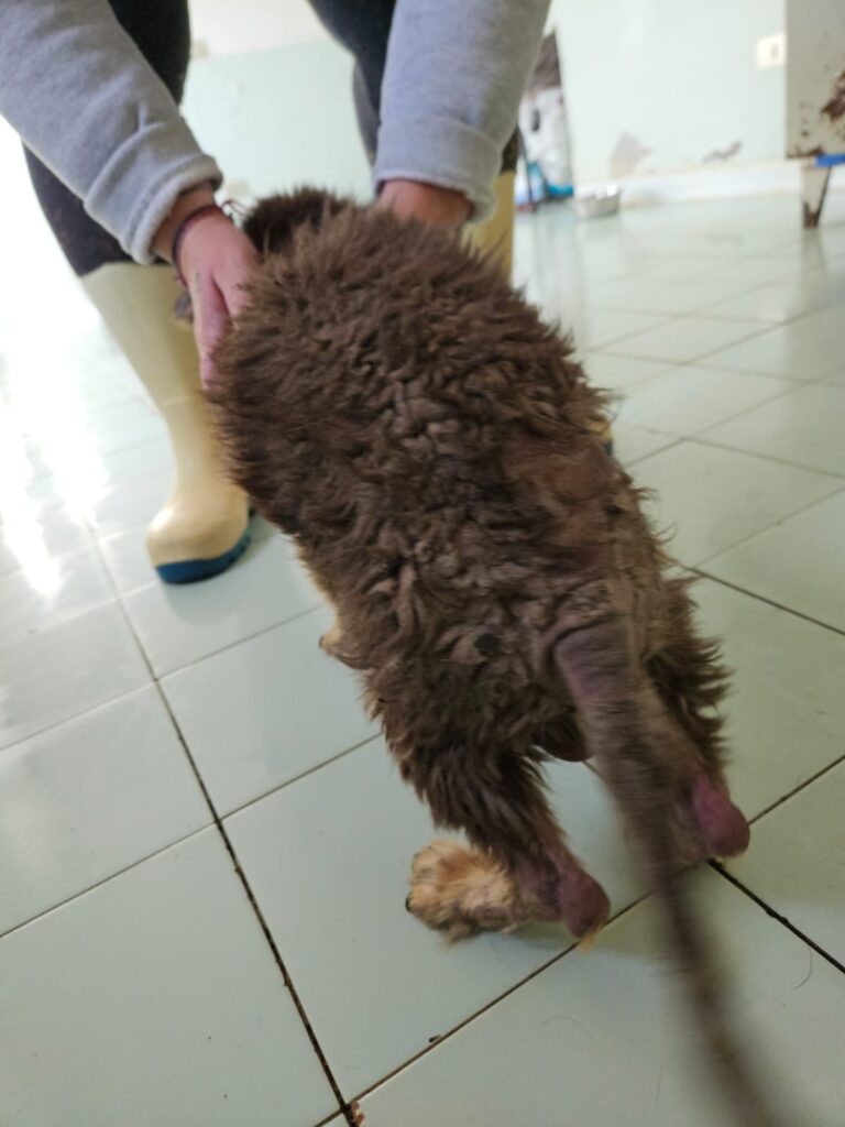Maltrattamenti cane gabiano