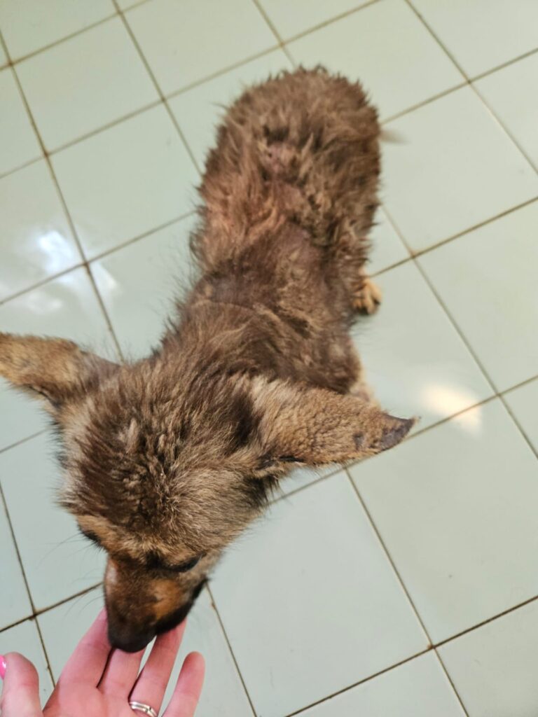 Maltrattamenti cane gabiano