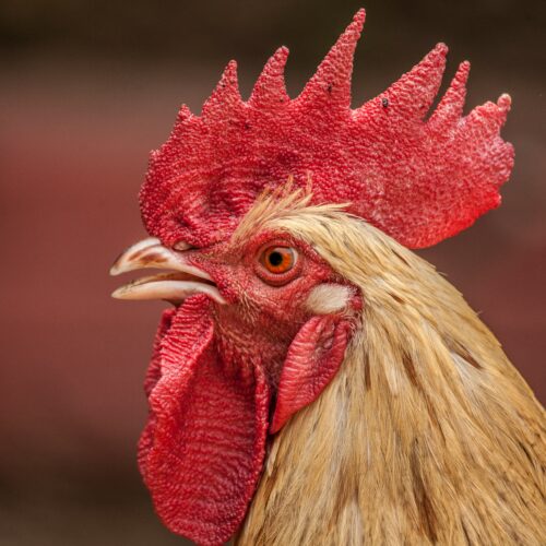 Regione Piemonte: “Focolaio influenza aviaria in allevamento di galline dell’Alessandrino”