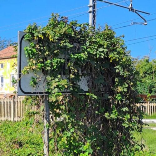 Cantalupo, Sciaudone (FdI) denuncia il degrado del parco De Curtis: “Serve un intervento immediato”