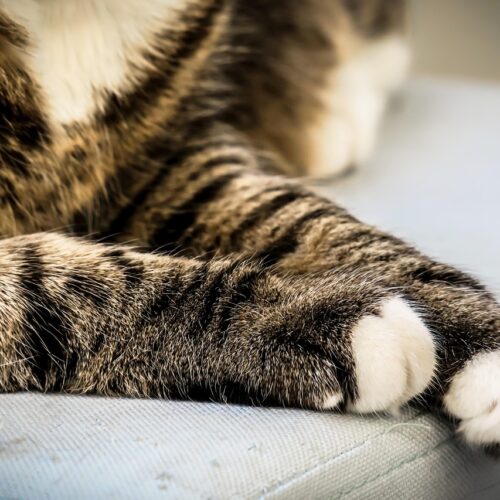 Cane aggredisce a morte un gatto e ferisce due persone: la segnalazione al quartiere Cristo
