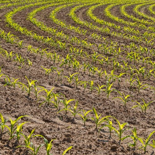 Regione Piemonte capofila nel progetto nazionale contro il caporalato: oltre 4 milioni per i controlli