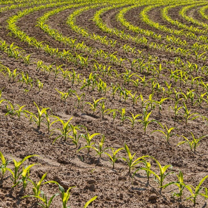 Regione Piemonte capofila nel progetto nazionale contro il caporalato: oltre 4 milioni per i controlli