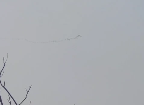 L’affascinante volo delle gru sopra l’Alessandrino