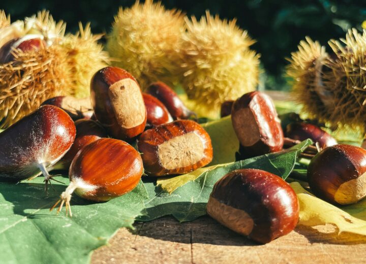 Profumo di tartufo, caldarroste e vino: le sagre del weekend in Piemonte