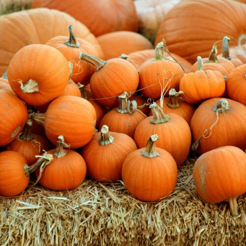 Il fascino dell’autunno arriva a Milano con i weekend al Campo di Zucche