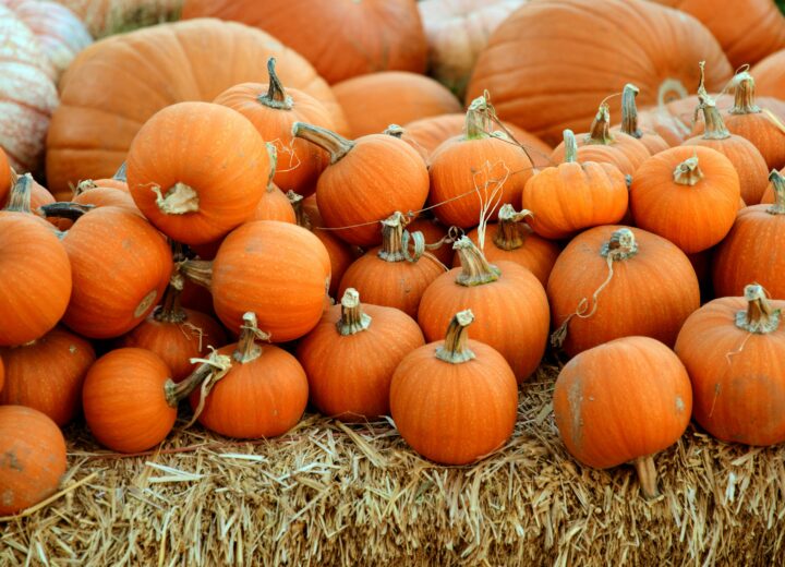 Il fascino dell’autunno arriva a Milano con i weekend al Campo di Zucche