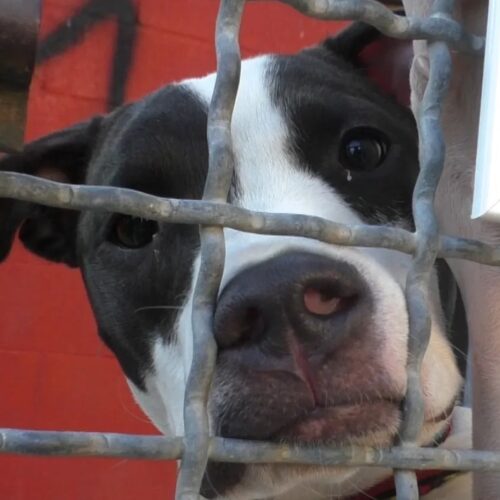 “Mi fido”: al Canile Sanitario Comunale torna la mostra di ritratti “fatti da cani”