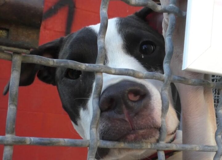“Mi fido”: al Canile Sanitario Comunale torna la mostra di ritratti “fatti da cani”