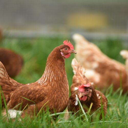 Aviaria: focolaio in Piemonte, via libera per abbattere 30mila galline