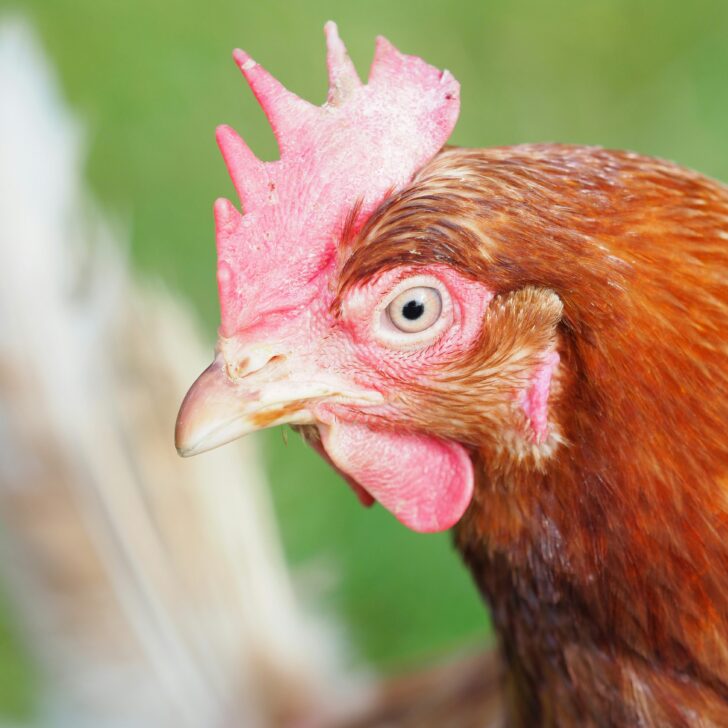 Nuovo focolaio di influenza aviaria nell’Alessandrino: scatta abbattimento di 60 mila polli