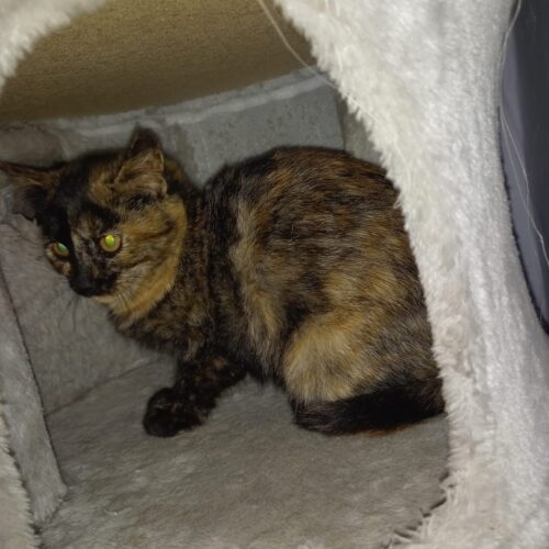 Gattina abbandonta in uno scatolone davanti al cimitero di San Germano: denunciata una donna