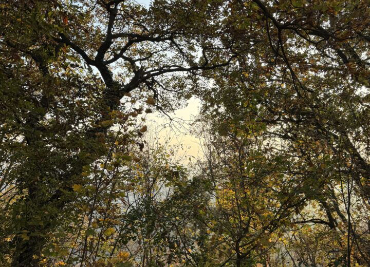 Foliage al Sacro Monte di Crea: una gita tra natura, arte e spiritualità