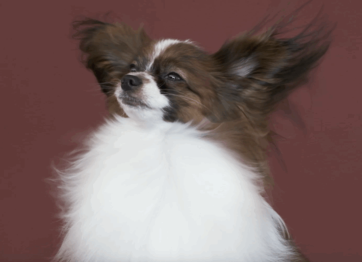 Quattrozampeinfiera – Christmas Edition