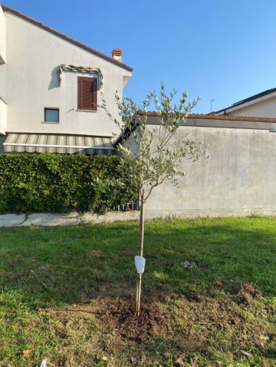 Alberiamo Alessandria: nuove piante per una città più verde e accogliente