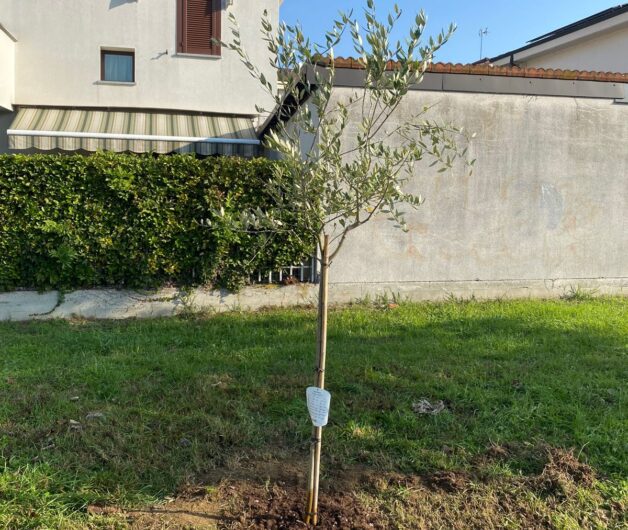 Alberiamo Alessandria: nuove piante per una città più verde e accogliente