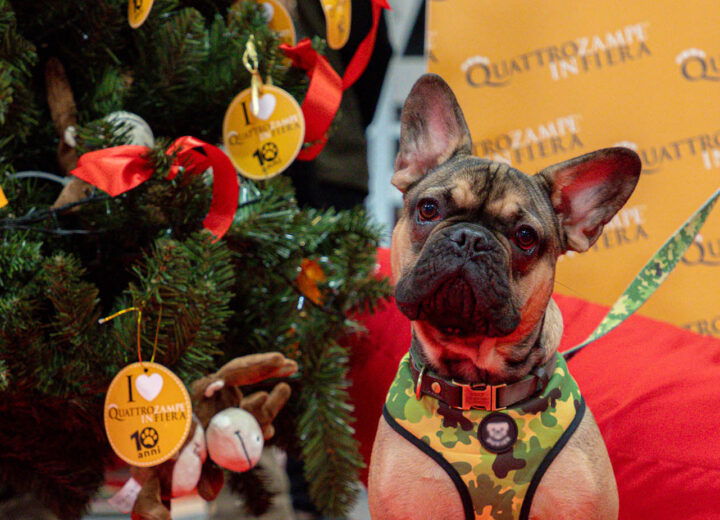 Il Natale è anche a “Quattrozampe”: a Torino la fiera per gli amanti degli animali