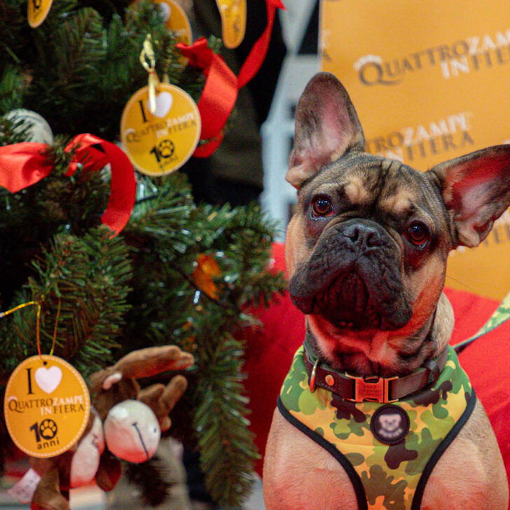 Il Natale è anche a “Quattrozampe”: a Torino la fiera per gli amanti degli animali
