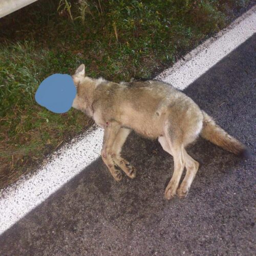 Lupo investito sulla statale tra Solero e Alessandria