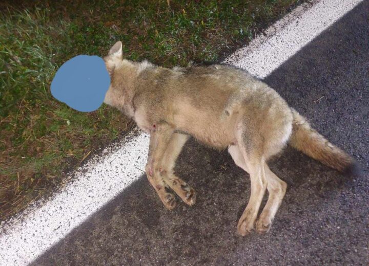 Lupo investito sulla statale tra Solero e Alessandria