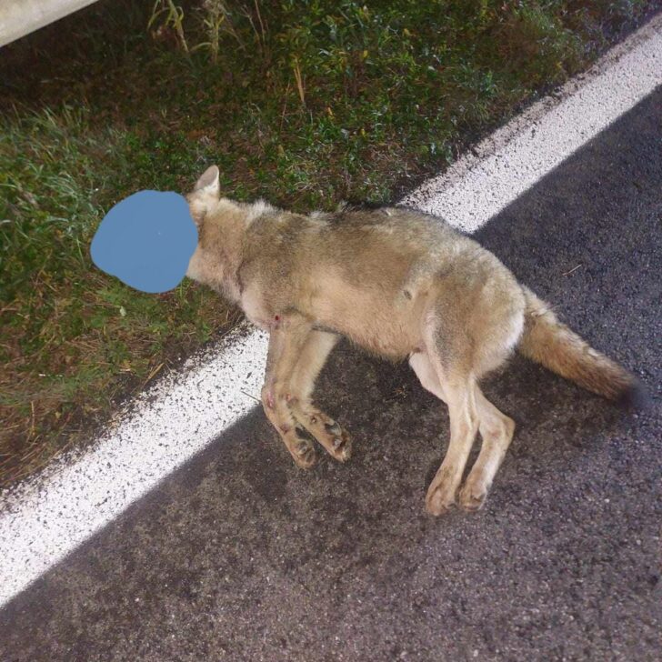 Lupo investito sulla statale tra Solero e Alessandria