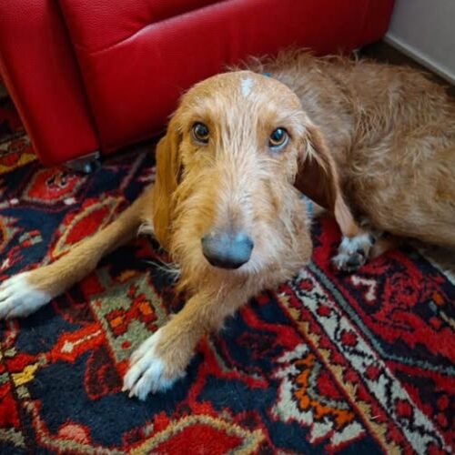 Appello per ritrovare Otto, cane scappato la notte di Halloween a Borghetto Borbera