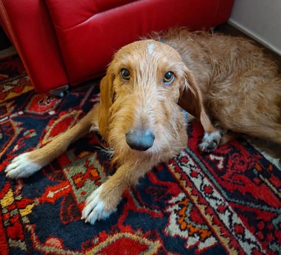 Appello per ritrovare Otto, cane scappato la notte di Halloween a Borghetto Borbera