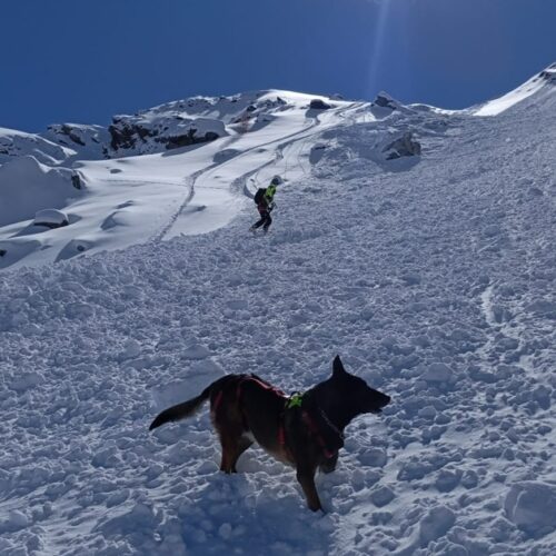 Nevicate sulle montagne piemontesi: unità cinofila da valanga attiva in anticipo a Cuneo-Levaldigi