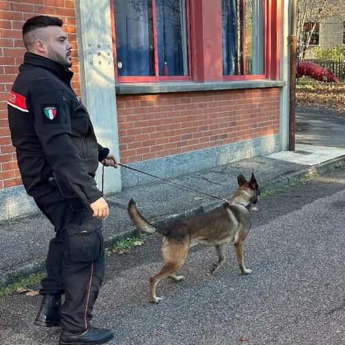 Carabinieri: controlli con i cani antidroga nelle scuole tortonesi