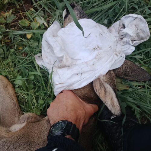 Polizia Locale di Voghera salva un cucciolo di capriolo ferito: affidato al CRAS per le cure