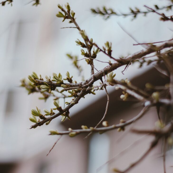 Nella Giornata degli Alberi Coldiretti lancia un “SOS aree verdi”: “Sono appena il 3% del territorio urbano”