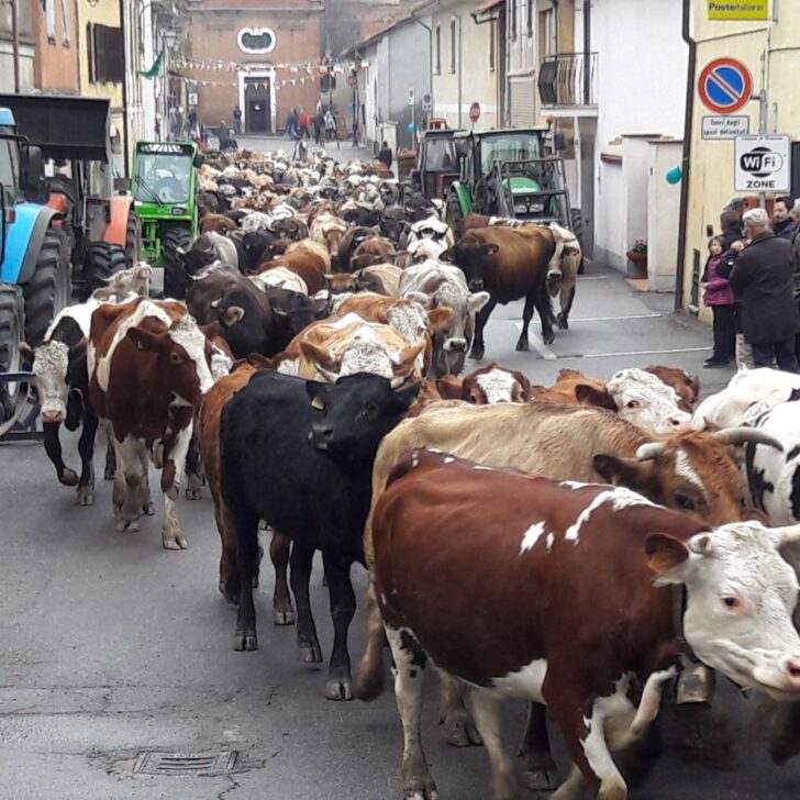 Domenica a Rivarone il fascino della transumanza: mucche in mezzo al paese e poi la festa