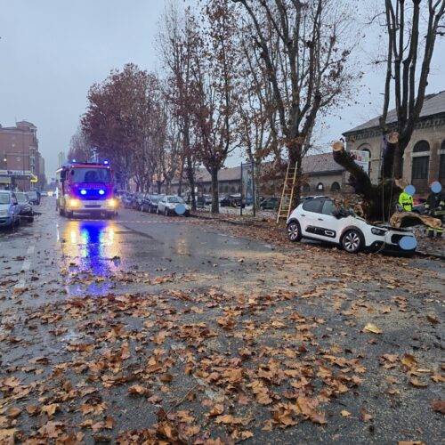 Albero caduto in spalto Gamondio: verifiche sulle cause. Cittadini criticano potature e controlli