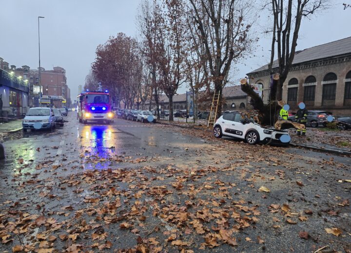 Albero caduto in spalto Gamondio: verifiche sulle cause. Cittadini criticano potature e controlli