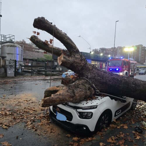 Cade pianta in Spalto Gamondio ad Alessandria: veicoli danneggiati