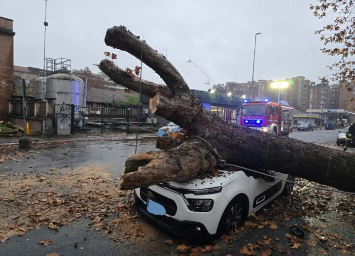 Pianta caduta in Spalto Gamondio ad Alessandria: traffico di nuovo normale