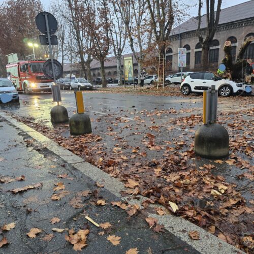 Platano crollato in spalto Gamondio: “Colpa di un fungo”. Previsti controlli sugli alberi vicini