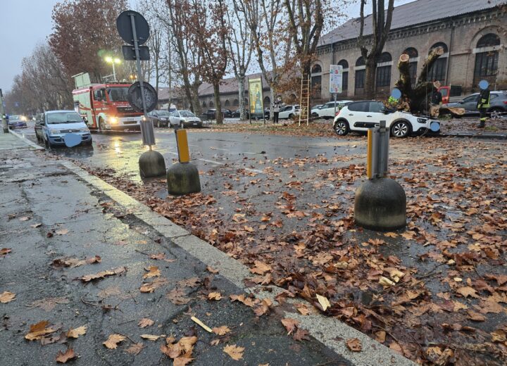 Platano crollato in spalto Gamondio: “Colpa di un fungo”. Previsti controlli sugli alberi vicini