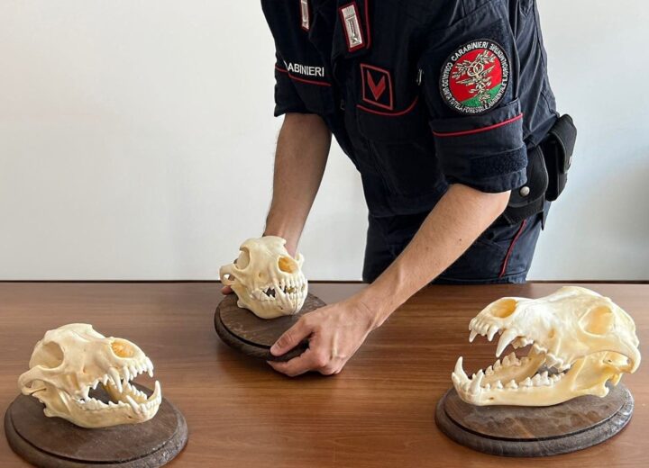 Le notizie che potreste aver perso oggi, giovedì 11 dicembre