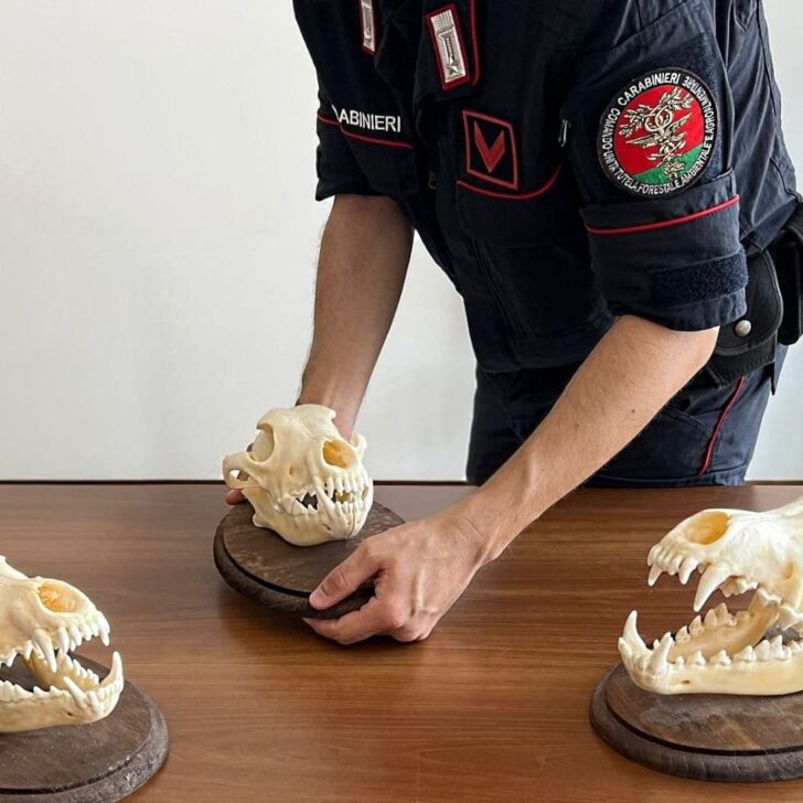 Le notizie che potreste aver perso oggi, giovedì 11 dicembre