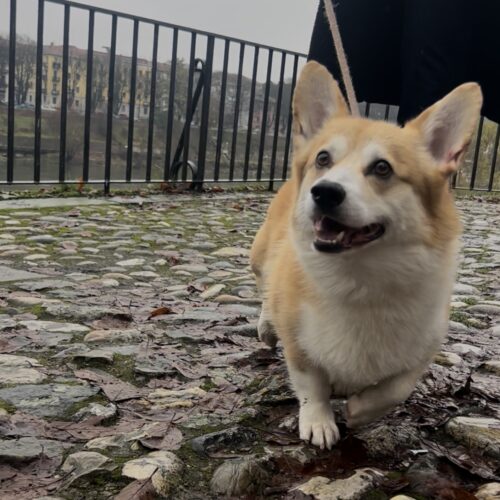 Le iniziative del Comune di Pavia per gli animali che “danno e ricevono moltissimo amore”