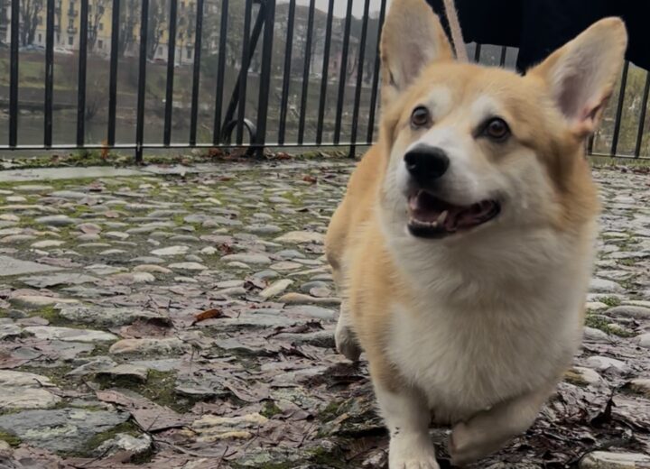 Le iniziative del Comune di Pavia per gli animali che “danno e ricevono moltissimo amore”