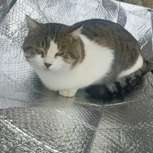 Smarrito un gatto a Frugarolo: l’appello di Sara ai lettori di Radio Gold