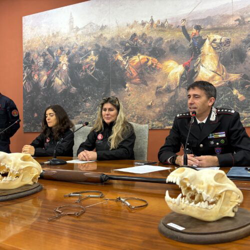 Tre crani di lupo in casa come “trofei di caccia”: scoperto bracconiere nel tortonese