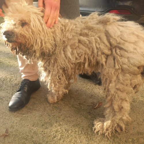 Lagotto malato e in pessime condizioni: salvato dalle guardie zoofile Gepa
