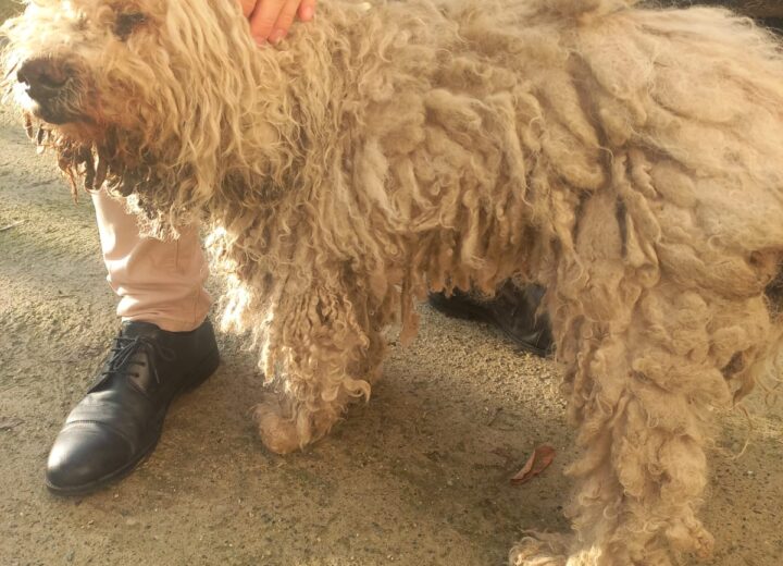 Lagotto malato e in pessime condizioni: salvato dalle guardie zoofile Gepa