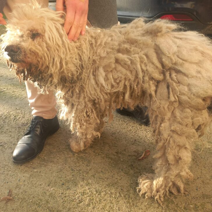 Lagotto malato e in pessime condizioni: salvato dalle guardie zoofile Gepa