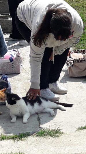 I ragazzi del centro Sole Luna in aiuto al gattile Panciaallegra: “Così abbiamo scoperto di essere utili”